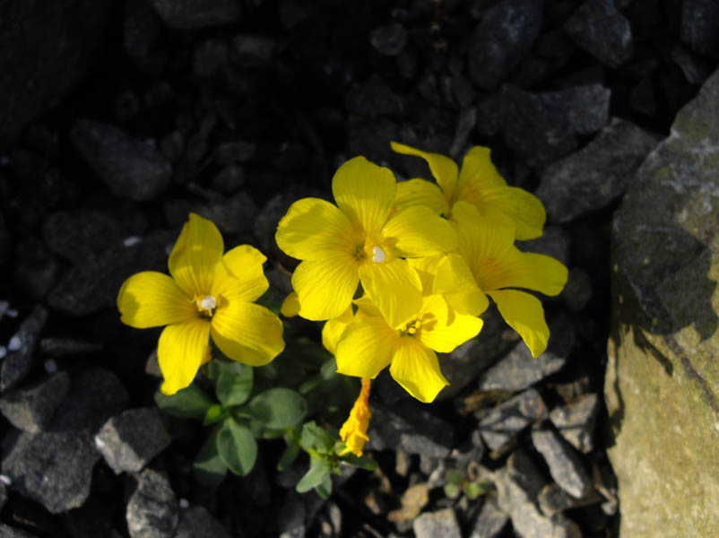Linum 'Gemmell's Hybrid' en fleurs dans une auge alpine ensoleillée